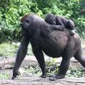 Femelle gorille et son petit - crédits : Shelly Masi