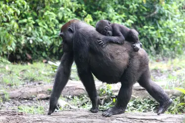 Femelle gorille et son petit - crédits : Shelly Masi