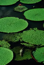 Nénuphar géant - crédits : Will & Deni McIntyre/ Getty Images