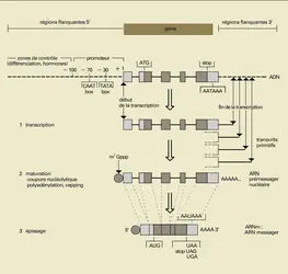 Eucaryotes - crédits : Encyclopædia Universalis France