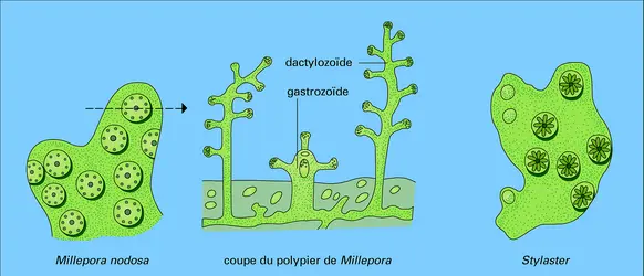 Hydrocoralliaires - crédits : Encyclopædia Universalis France