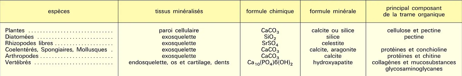 Tissus biologiques minéralisés - crédits : Encyclopædia Universalis France