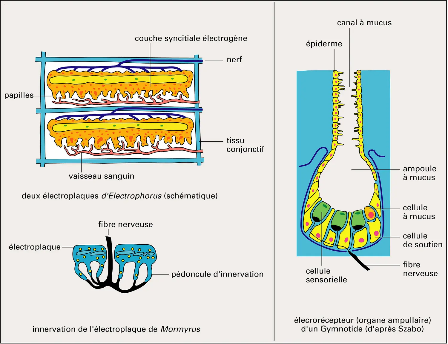 Organe électrique d'un électrorécepteur