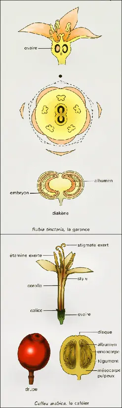 Rubiacées : fleurs et fruits