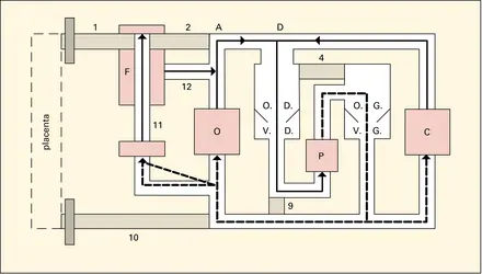 Fœtus: établissement de la circulation définitive - crédits : Encyclopædia Universalis France