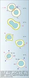 Fusion incomplète de deux noyaux - crédits : Encyclopædia Universalis France