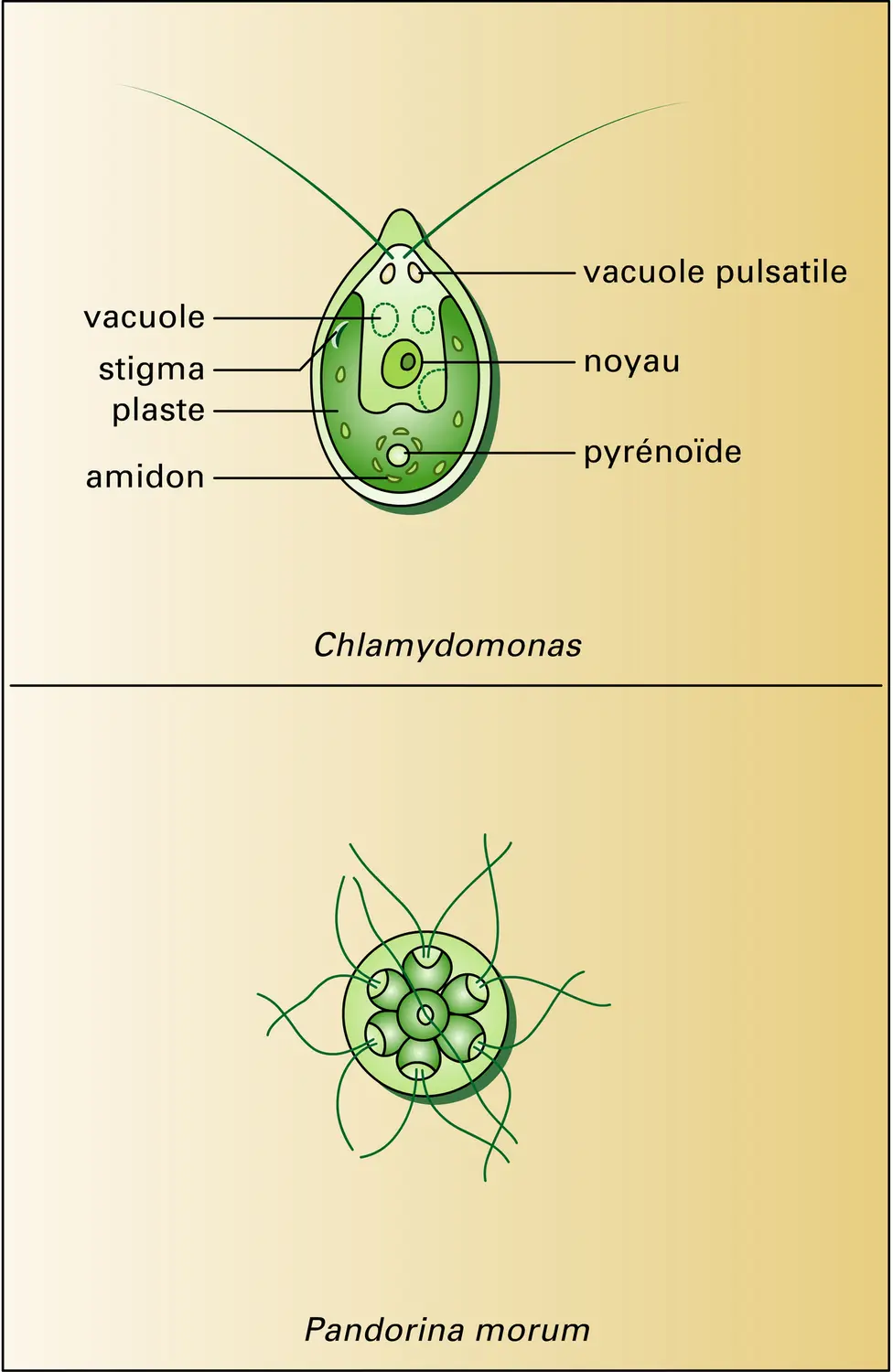 Volvocales - vue 1