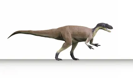 Reconstitution de <em>Megalosaurus</em> - crédits : Nobumichi Tamura/ Stocktrek Images/ Getty Images