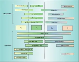 Action de drogues sur les récepteurs adrénergiques - crédits : Encyclopædia Universalis France