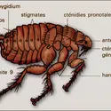 Ctenocephalides - crédits : Encyclopædia Universalis France