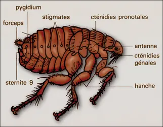 Ctenocephalides - crédits : Encyclopædia Universalis France