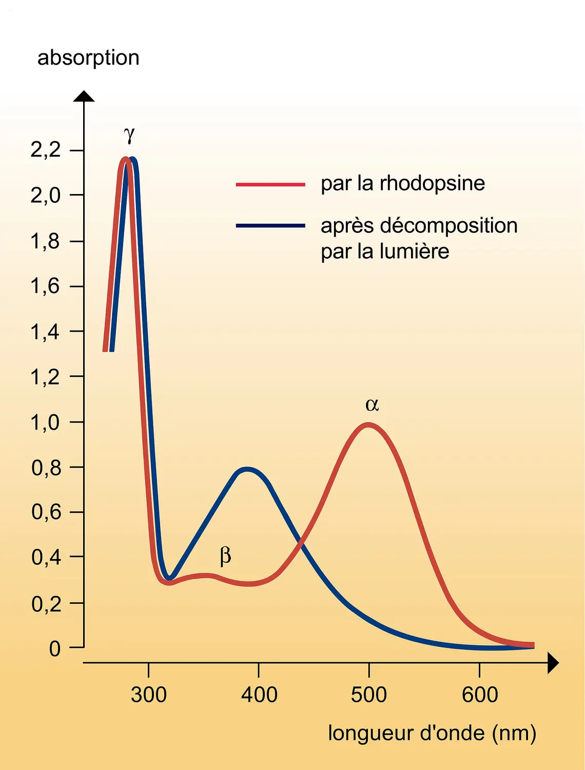 Rhodopsine : courbe d'absorption spectrale