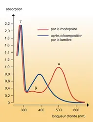 Rhodopsine : courbe d'absorption spectrale - crédits : Encyclopædia Universalis France