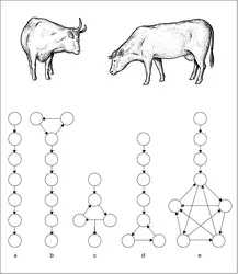 Comportement animal : relations de dominance-subordination chez les bovins - crédits : Encyclopædia Universalis France
