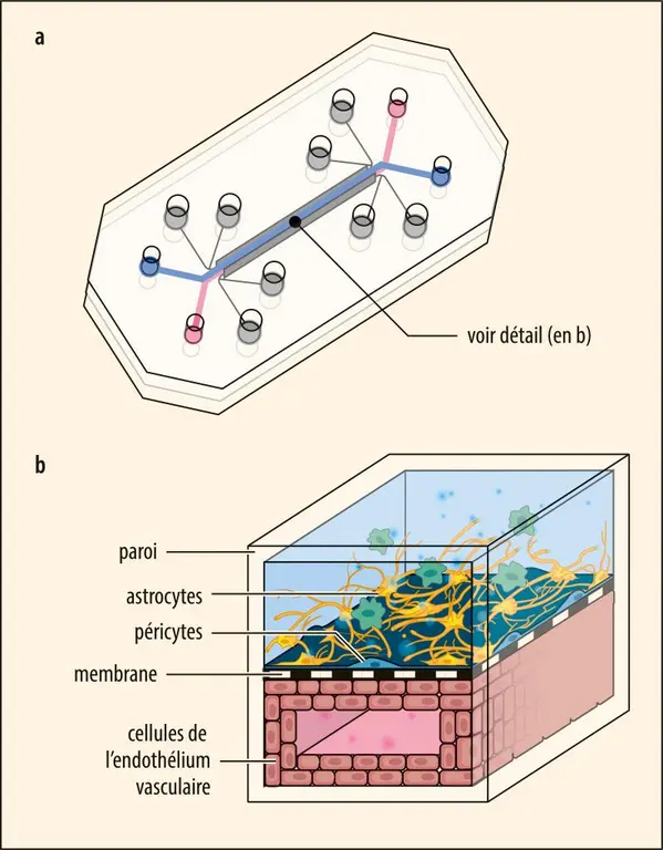 Reconstitution de la barrière hémato-encéphalique dans une puce microfluidique