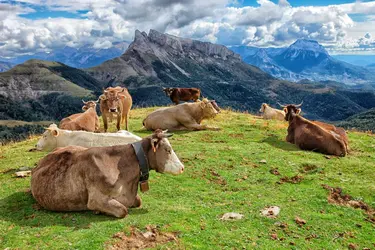 Pâturage des vaches, Pyrénées espagnoles - crédits : Westend61/ Getty Images