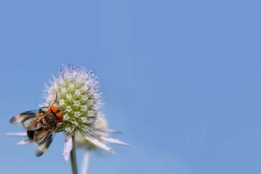 <em>Phasia hemiptera</em> sur une fleur de chardon bleu - crédits : K. Menden/ Shutterstock