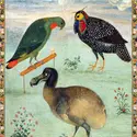 Le dodo d’après Ustad Mansur - crédits : courtesy of the Institute of Oriental Manuscripts of the Russian Academy of Sciences