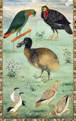 Le dodo d’après Ustad Mansur - crédits : courtesy of the Institute of Oriental Manuscripts of the Russian Academy of Sciences