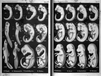 Divers stades embryonnaires de vertébrés - crédits : Wellcome Collection, CC BY