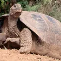 Tortue des Galapagos - crédits : Staffan Widstrand/ Corbis/ Getty Images