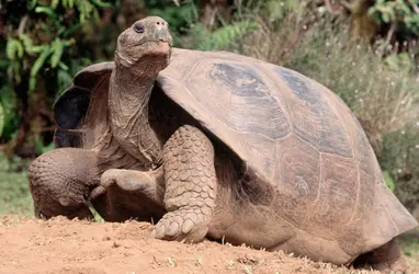 Tortue des Galapagos - crédits : Staffan Widstrand/ Corbis/ Getty Images