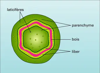 Nerium (tige) - crédits : Encyclopædia Universalis France