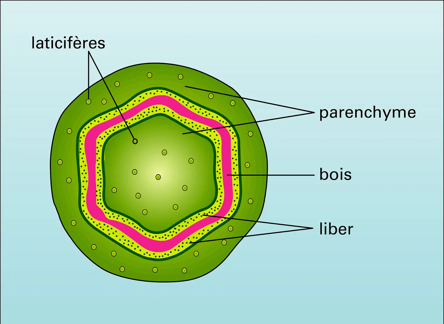 Nerium (tige)