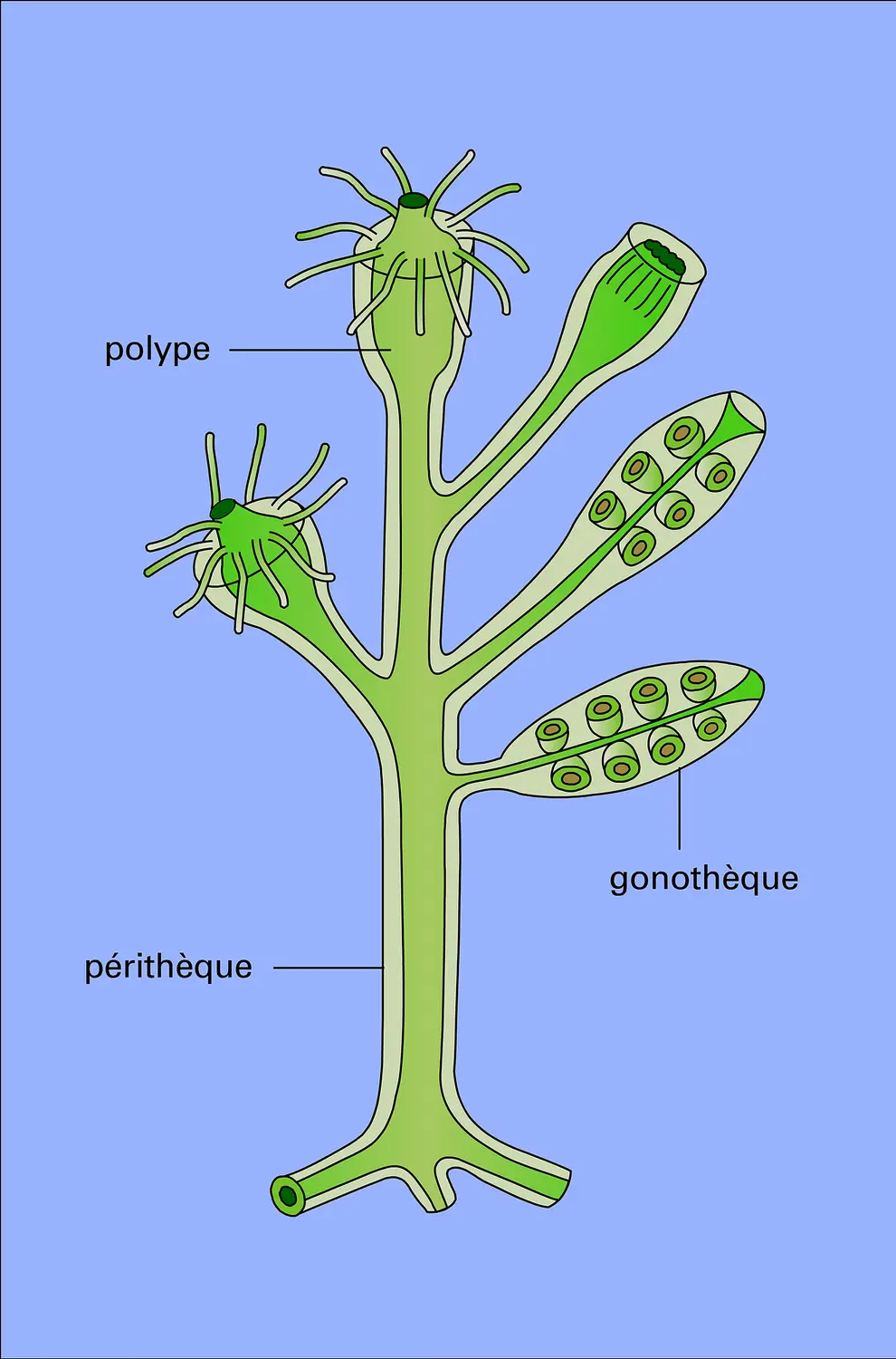 Calyptoblastide