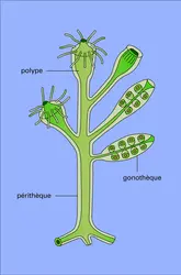 Calyptoblastide - crédits : Encyclopædia Universalis France