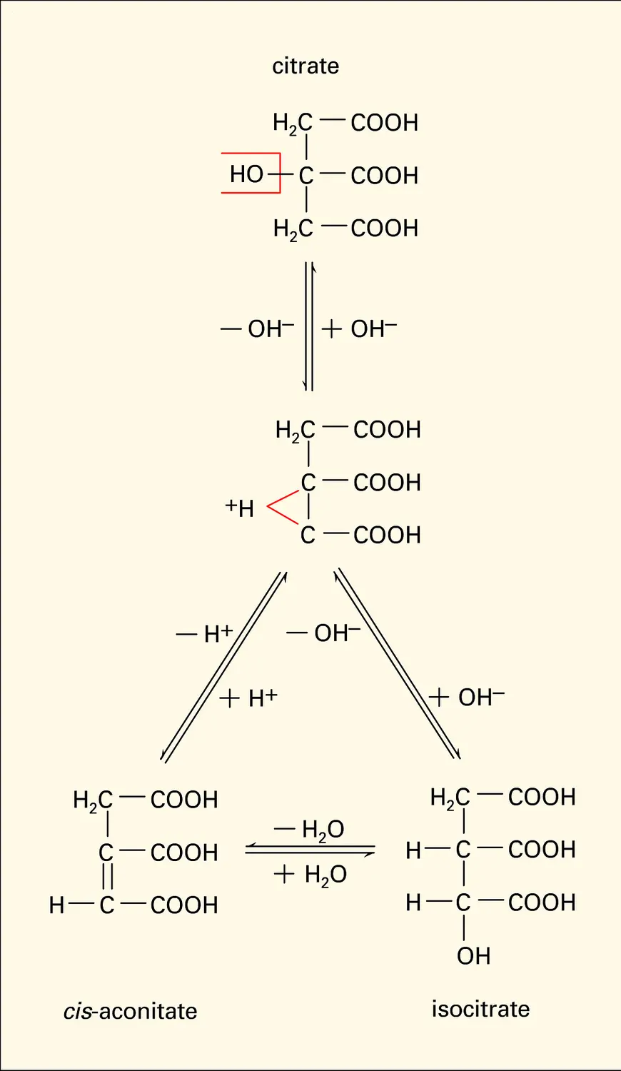 Conversion du citrate