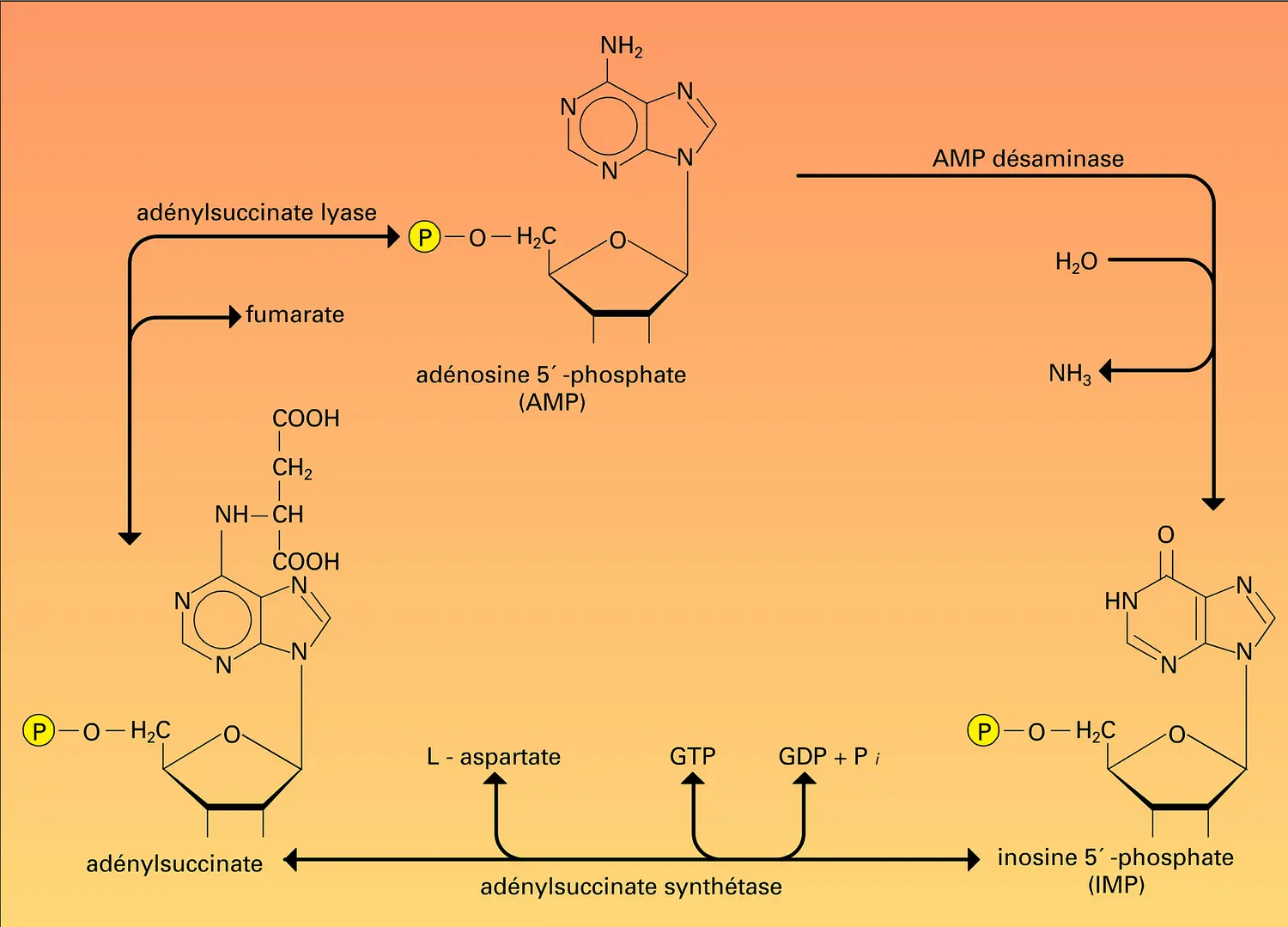 Nucléotides puriques