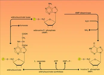 Nucléotides puriques - crédits : Encyclopædia Universalis France