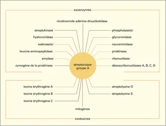 Exoenzymes et exotoxines - crédits : Encyclopædia Universalis France