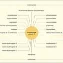 Exoenzymes et exotoxines - crédits : Encyclopædia Universalis France