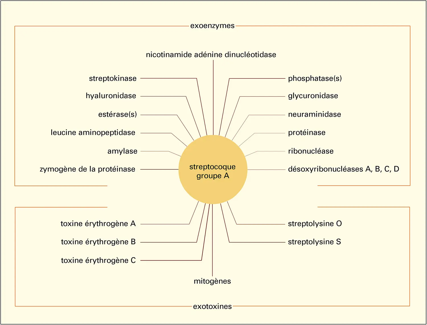 Exoenzymes et exotoxines