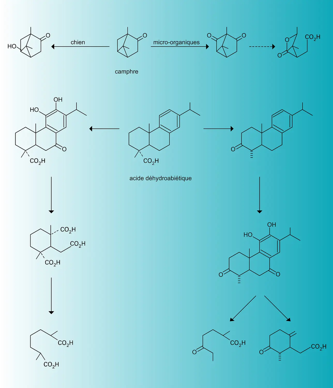 Terpénoïdes : biodégradation