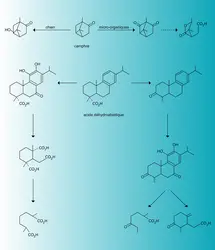 Terpénoïdes : biodégradation - crédits : Encyclopædia Universalis France