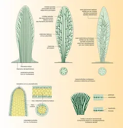 Cladomothalles : diverses formes - crédits : Encyclopædia Universalis France