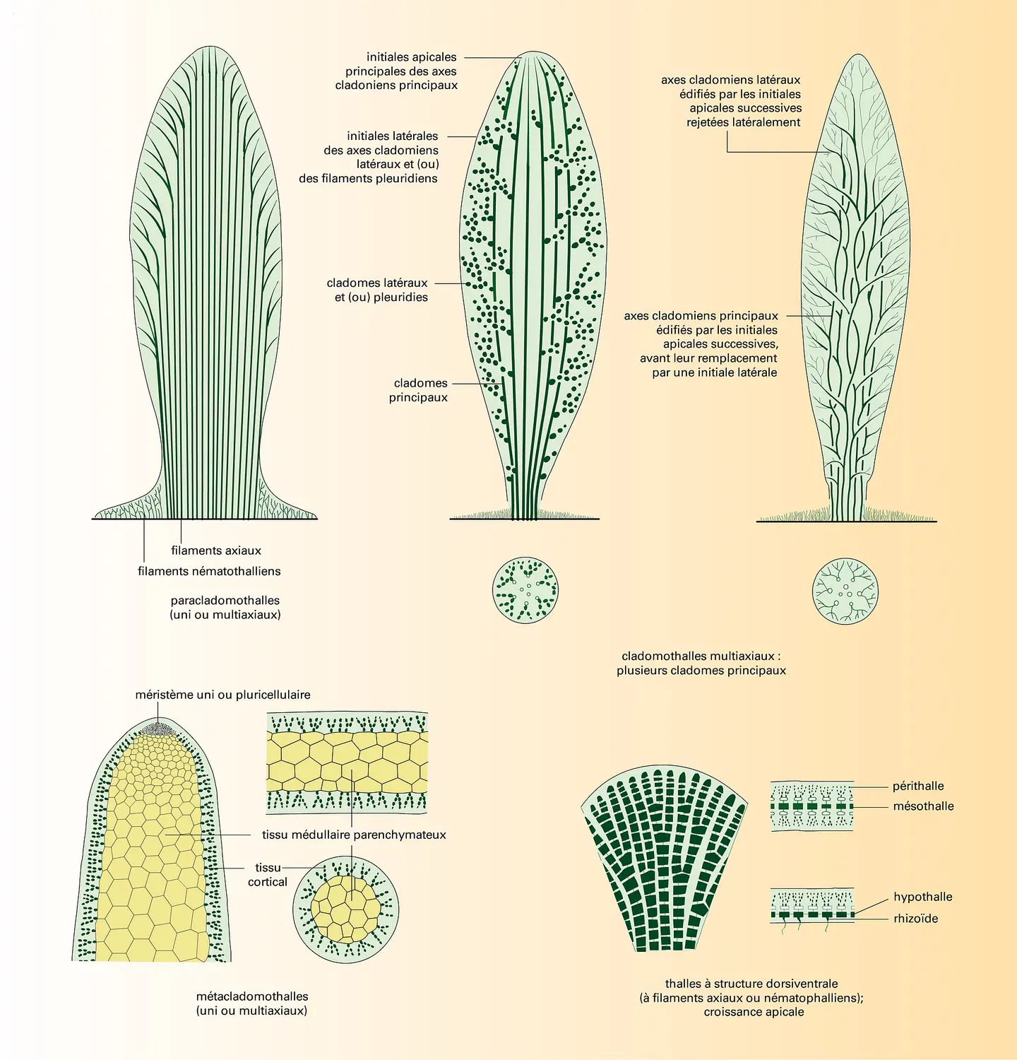 Cladomothalles : diverses formes