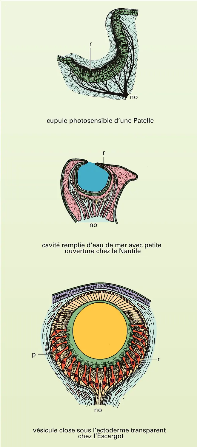 Œil : perfectionnement chez les mollusques