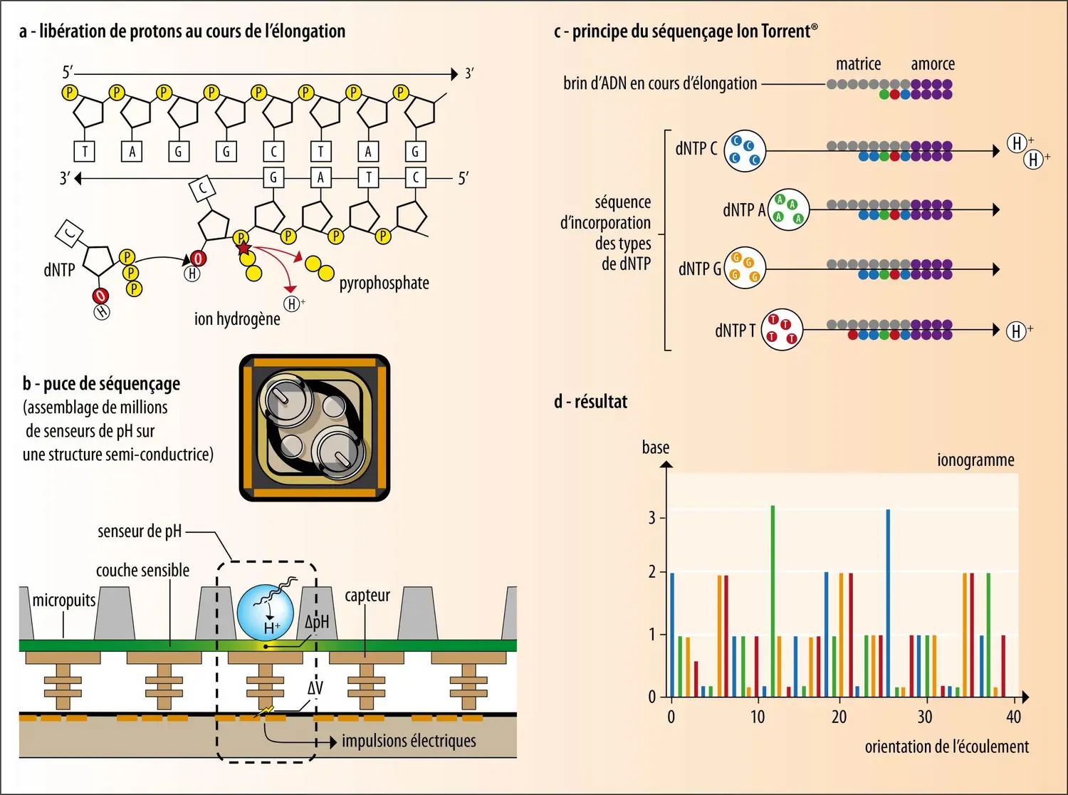 Séquençage de l’ADN par la méthode Ion Torrrent<sup>®</sup>