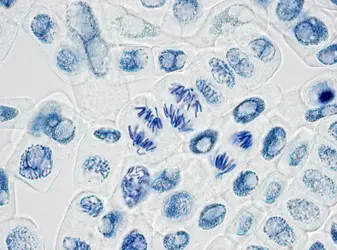 Mitoses - crédits : 
alanphillips/ Getty Images