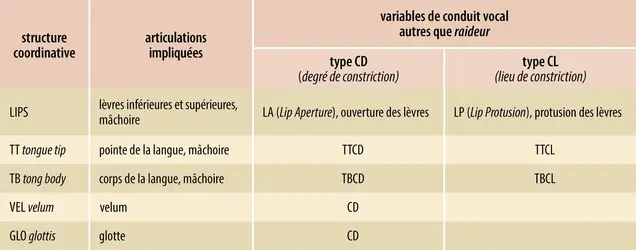 Structures coordinatives, articulateurs et variables de conduit vocal - crédits : Encyclopædia Universalis France