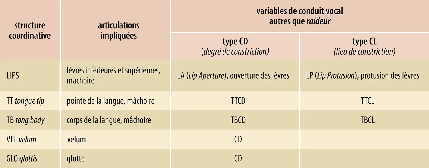 Structures coordinatives, articulateurs et variables de conduit vocal