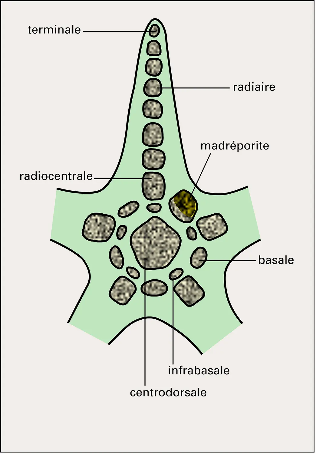 Astéride : squelette