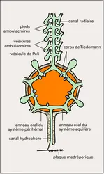 Système aquifère - crédits : Encyclopædia Universalis France