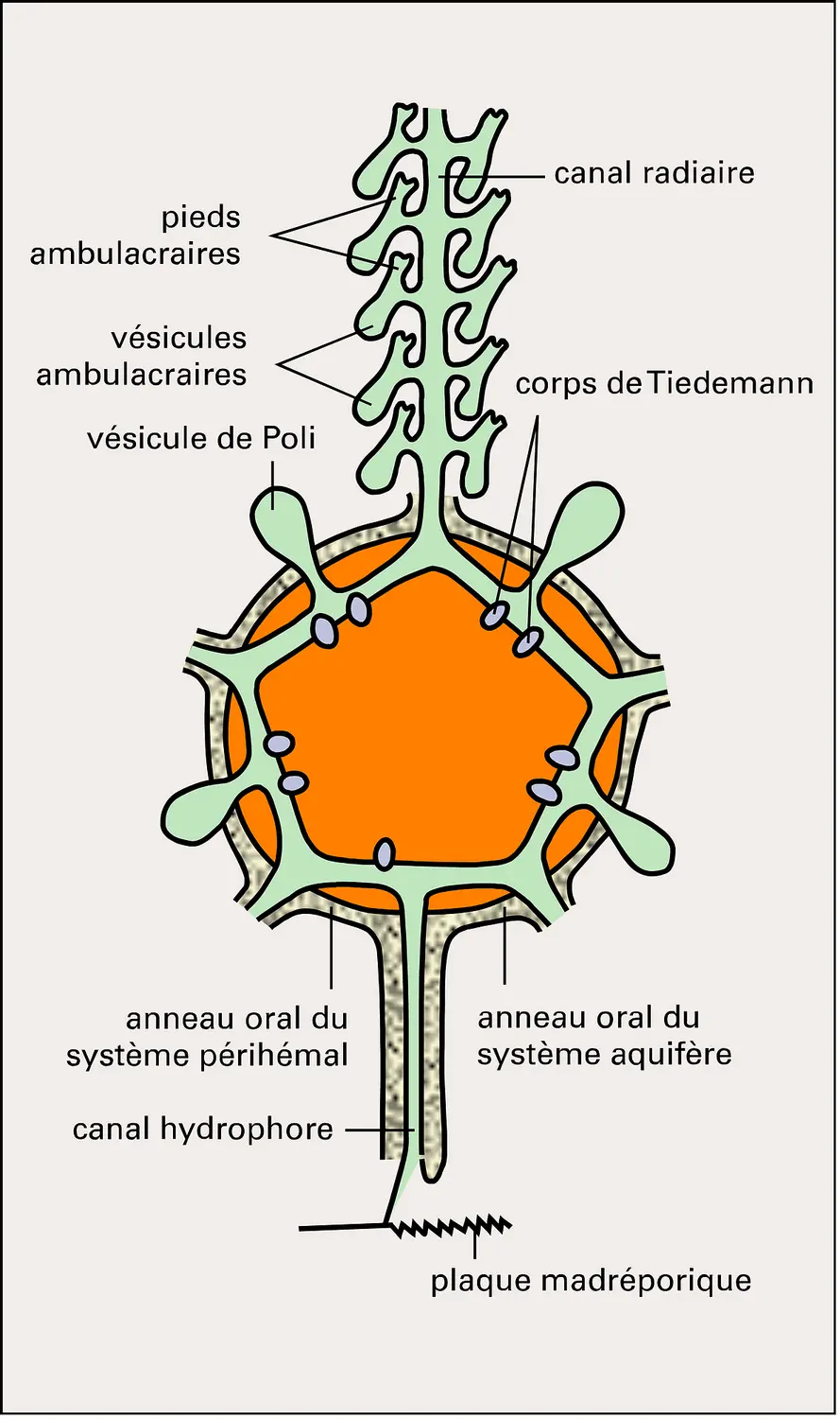 Système aquifère