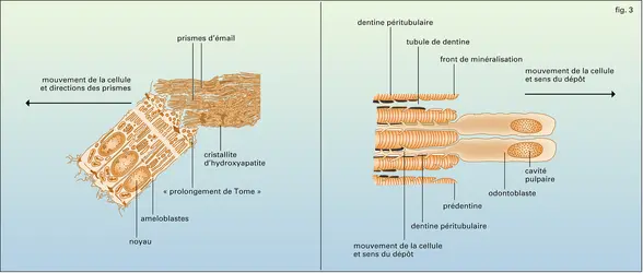 Formation de l'émail et de la dentine - crédits : Encyclopædia Universalis France