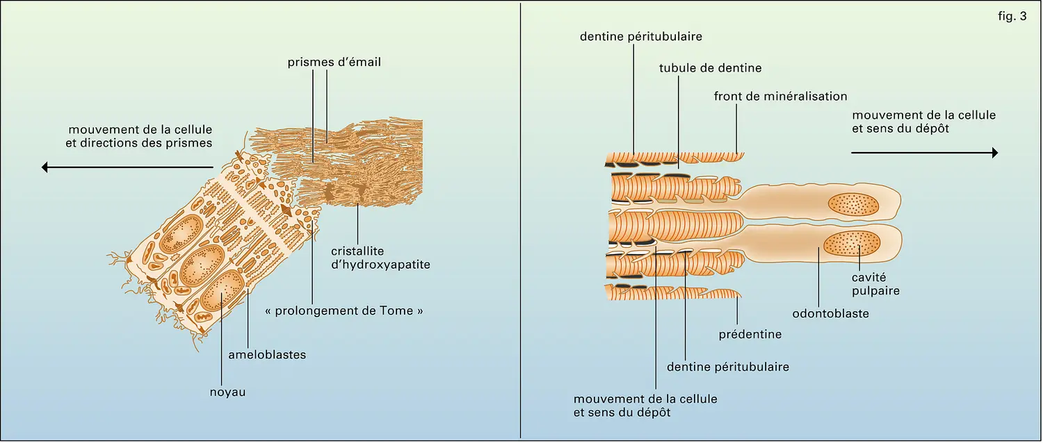 Formation de l'émail et de la dentine